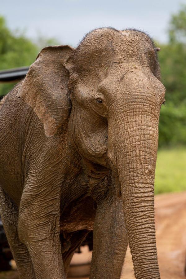 Makini Bush Camp, Yala Exterior foto