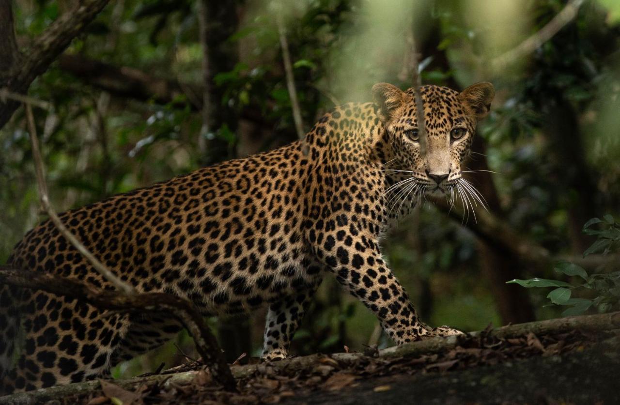 Makini Bush Camp, Yala Exterior foto