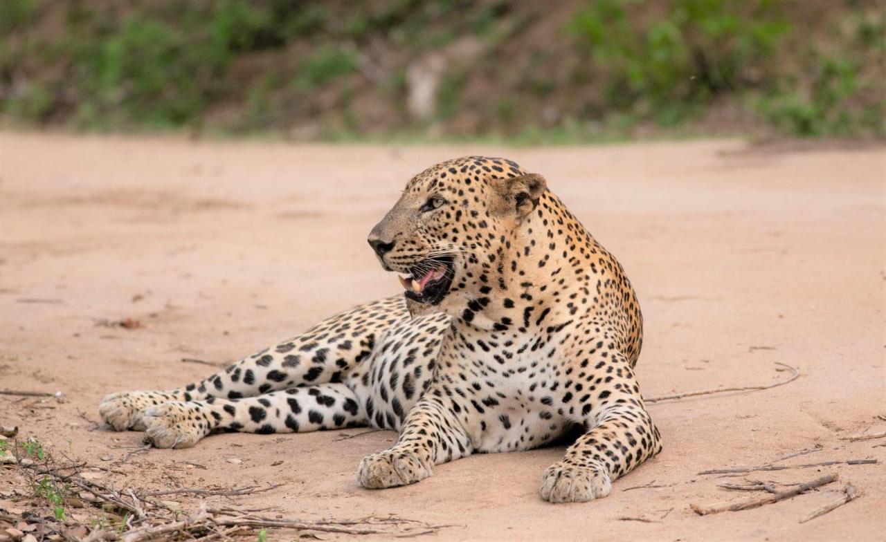 Makini Bush Camp, Yala Exterior foto